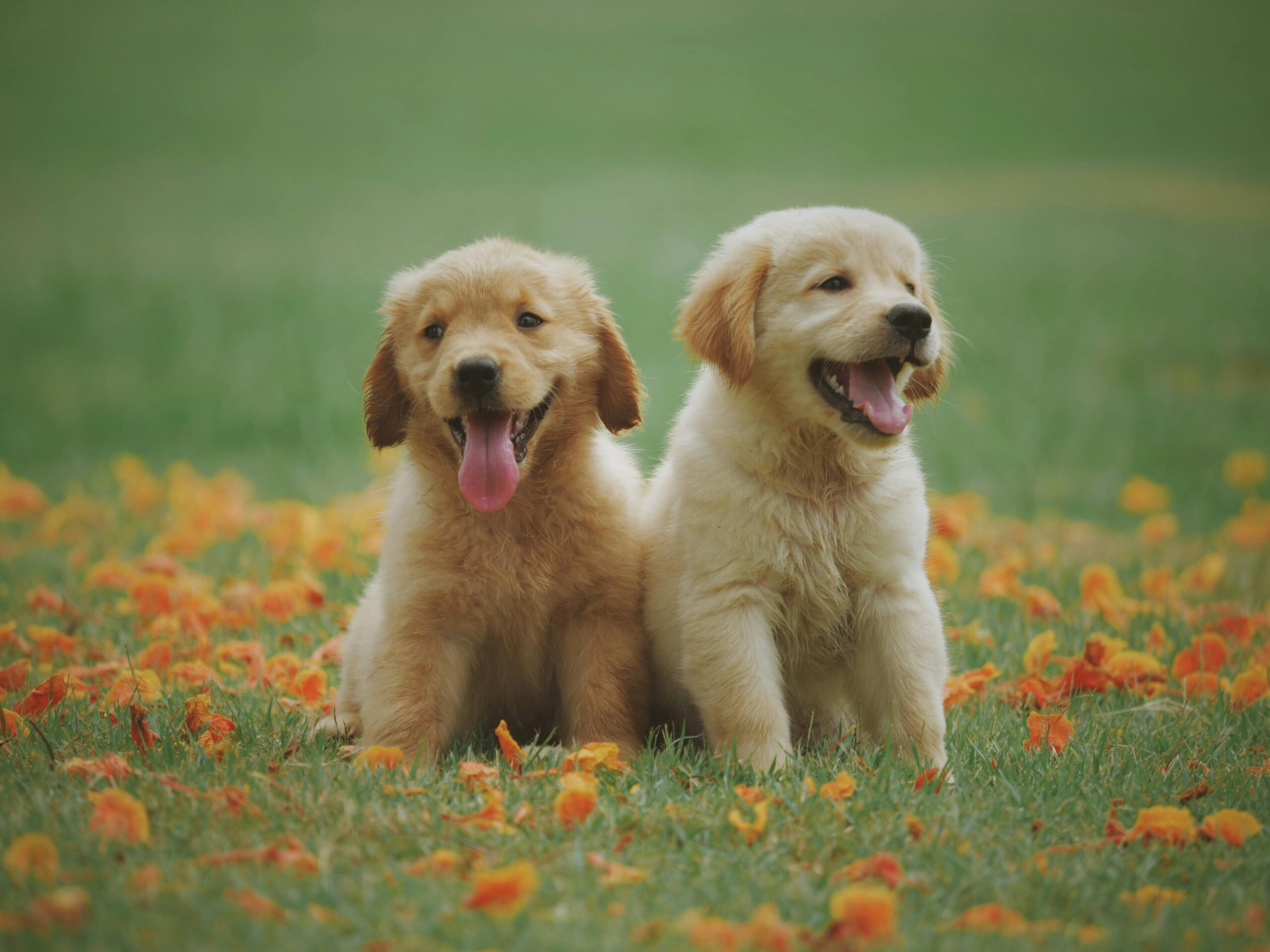 labrador retriever puppy laying down